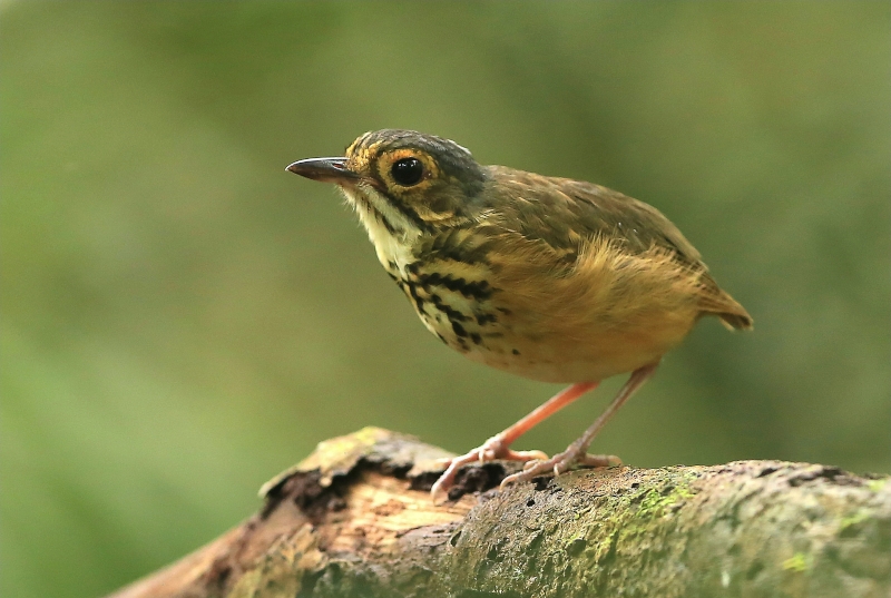 Spotted Antpitta