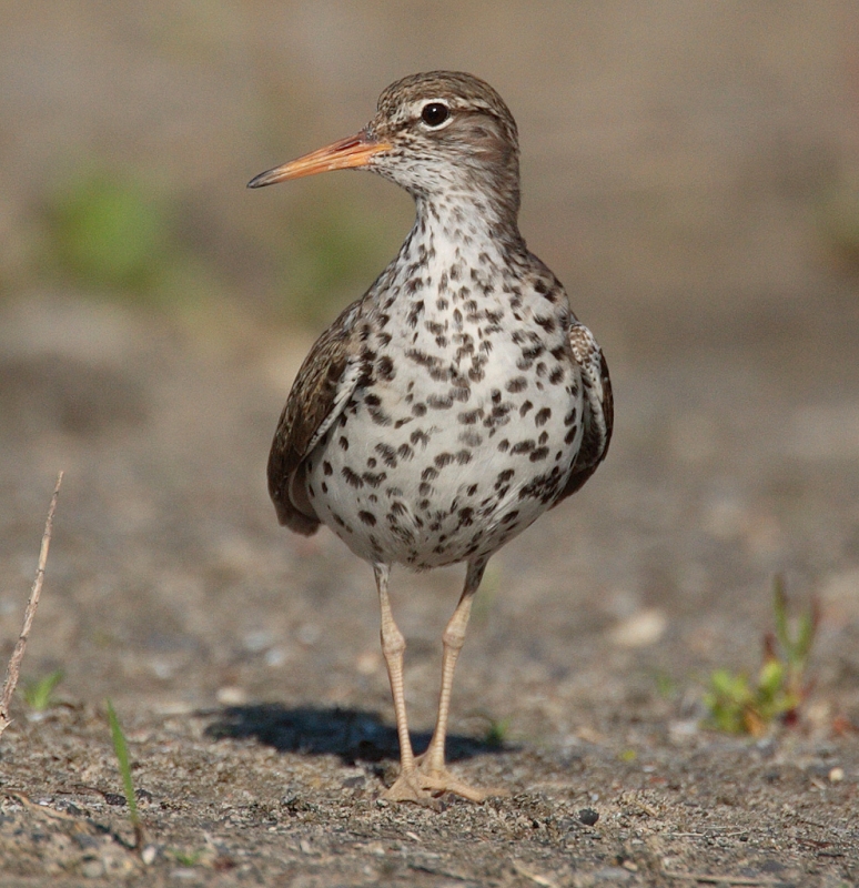 Spotted Sandpiper