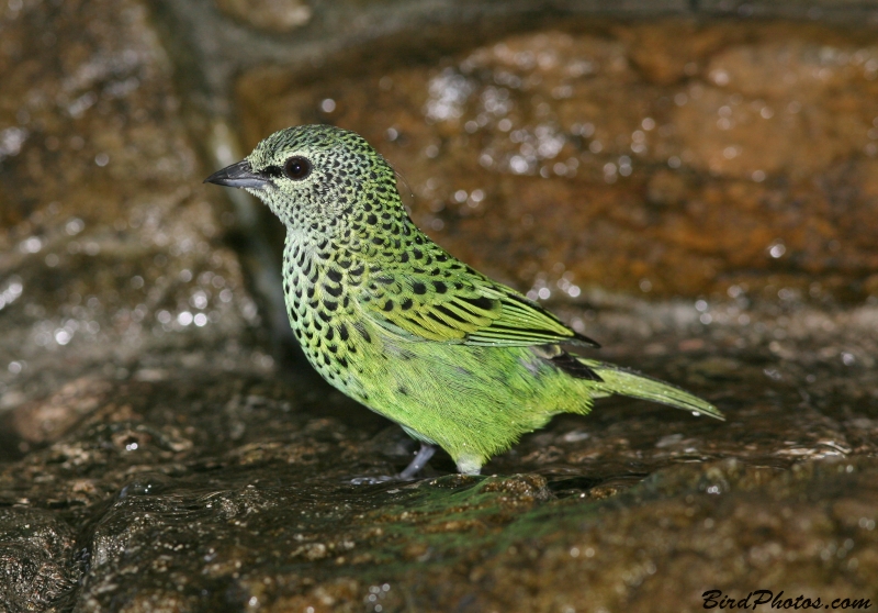 Spotted Tanager