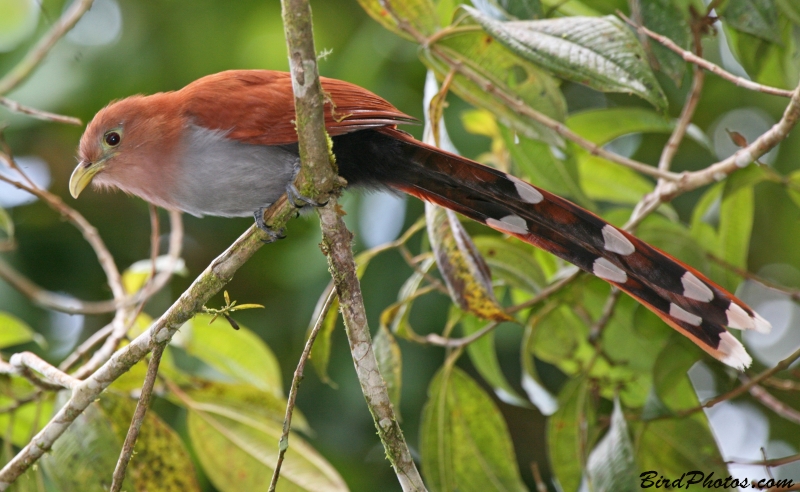 Squirrel Cuckoo