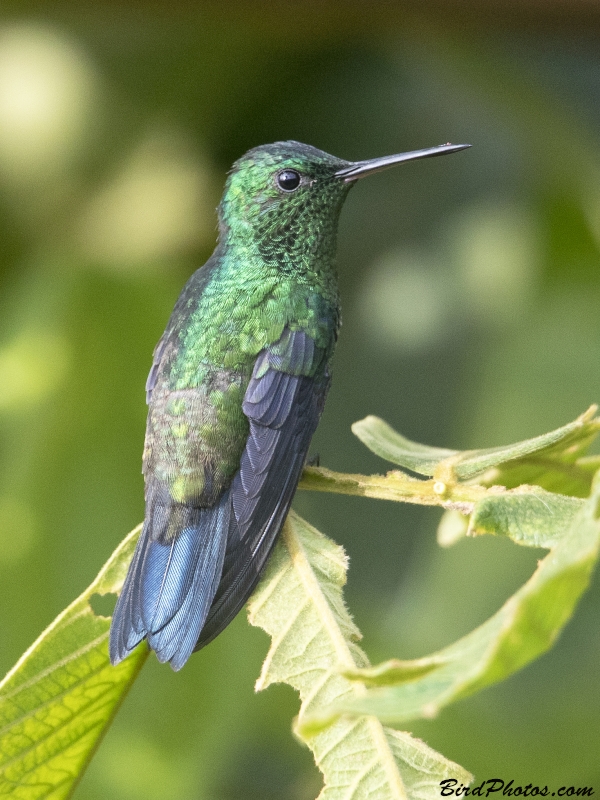 Steely-vented Hummingbird