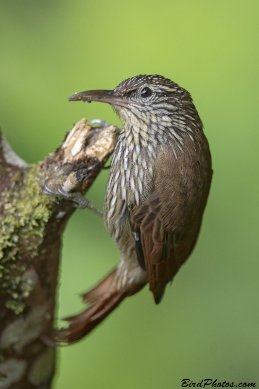 Streak-headed Woodcreeper