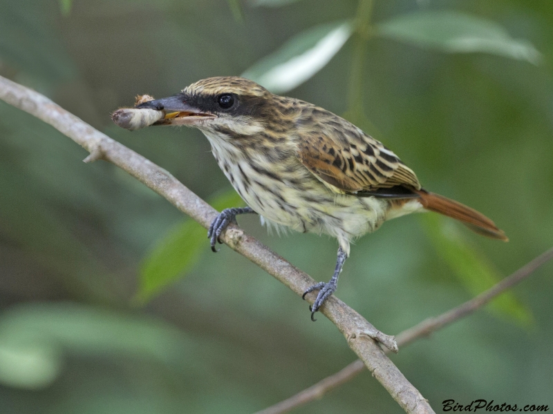 Streaked Flycatcher