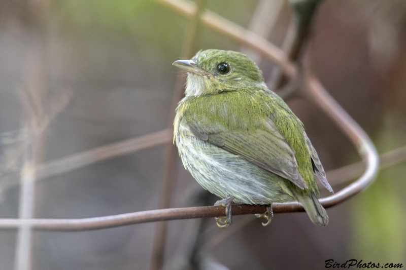 Striolated Manakin