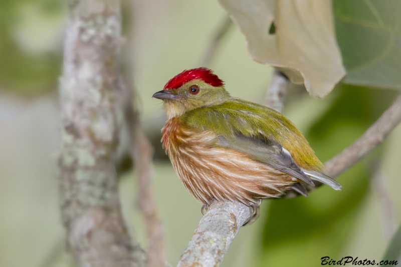 Striolated Manakin