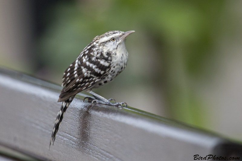 Stripe-backed Wren