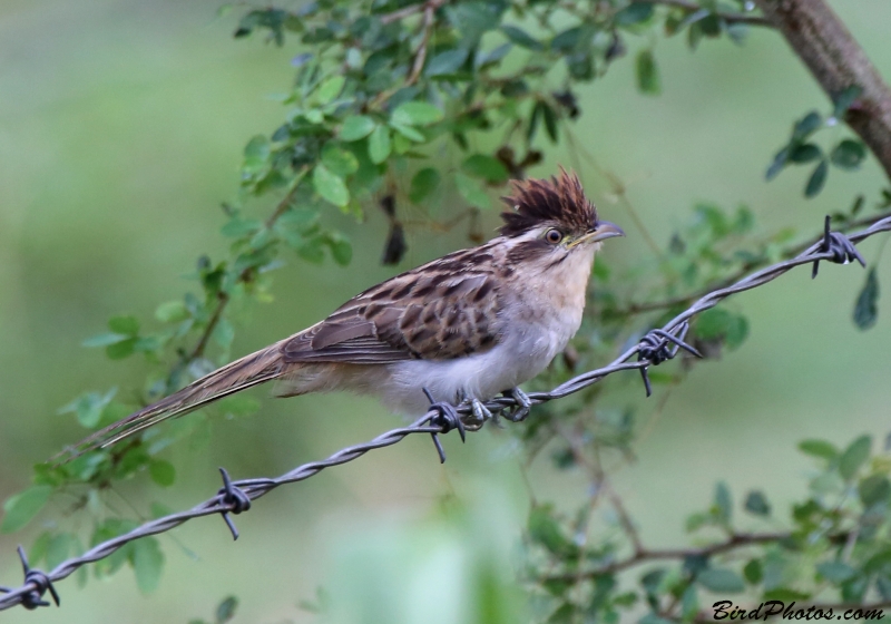 Striped Cuckoo