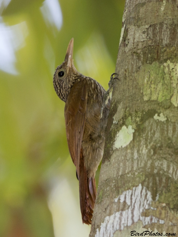 Striped Woodcreeper