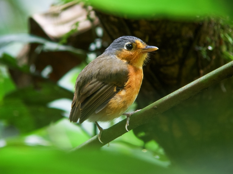 Sucre Antpitta