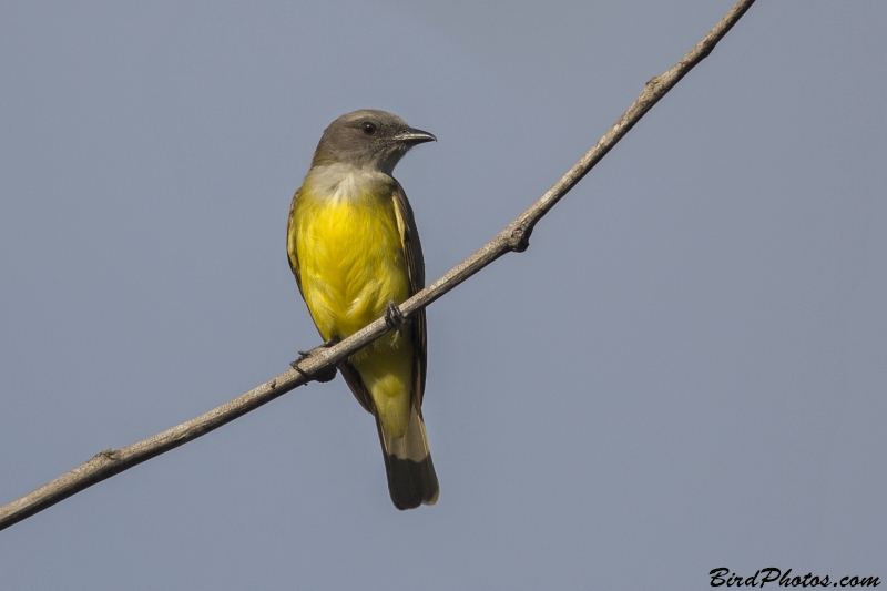 Sulphury Flycatcher