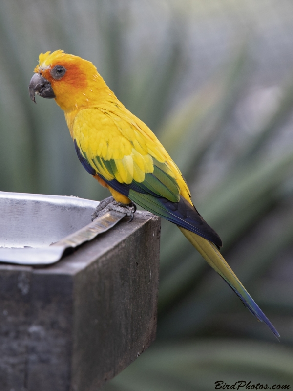 Sun Parakeet