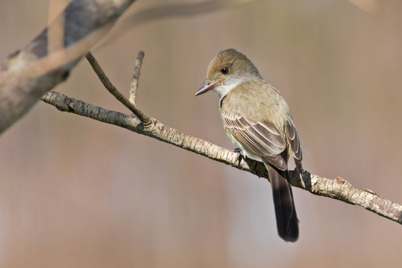 Swainson's Flycatcher