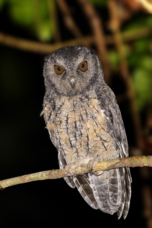 Tawny-bellied Screech Owl