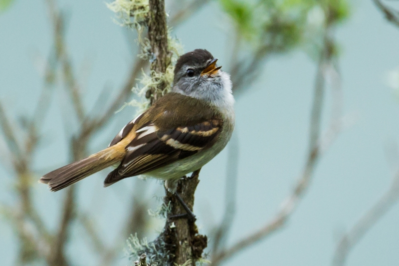 Tawny-rumped Tyrannulet