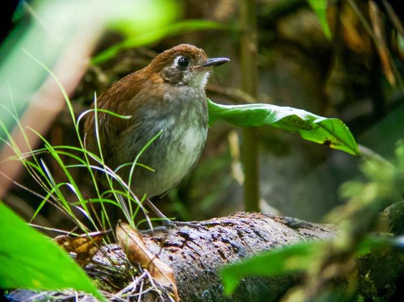 Tepui Antpitta