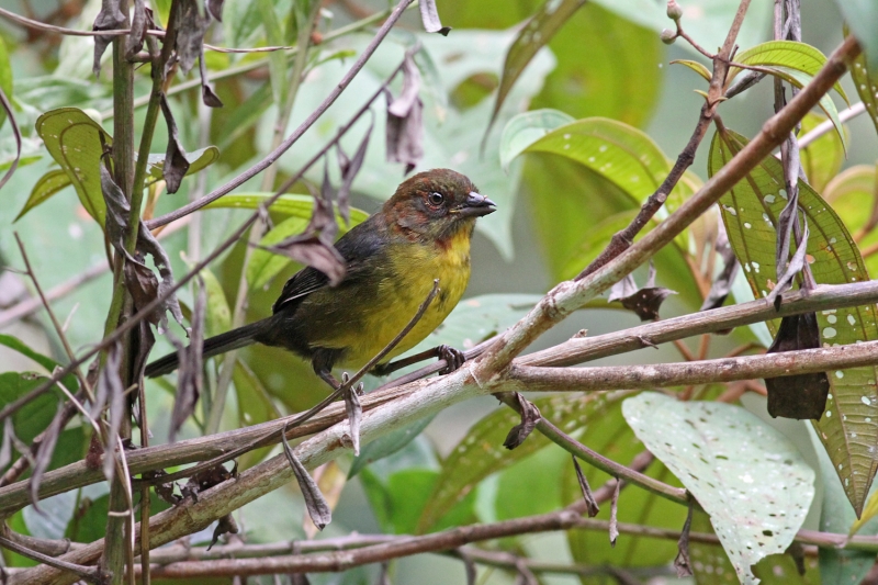 Tepui Brushfinch