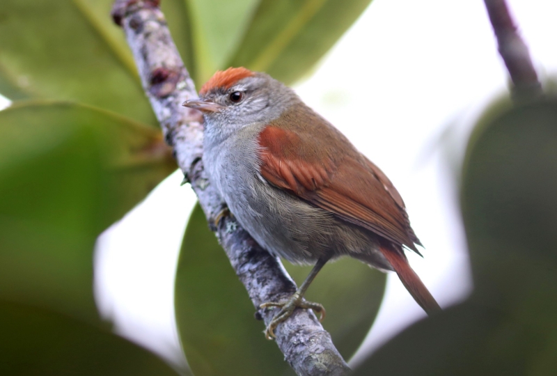 Tepui Spinetail