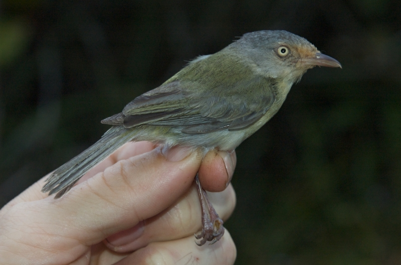 Tepui Vireo