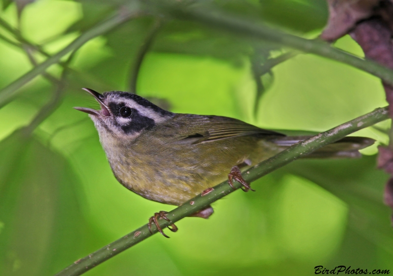 Three-striped Warbler