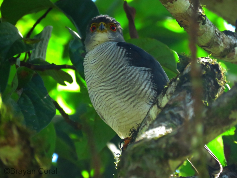 Tiny Hawk