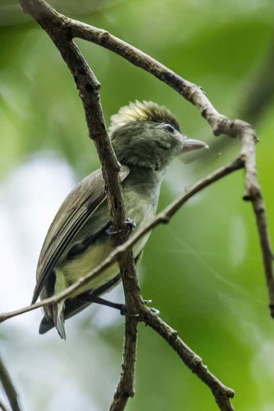 Tiny Tyrant-Manakin