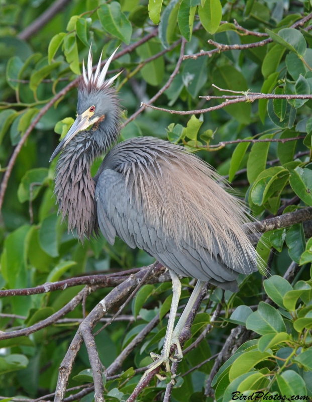 Tricolored Heron