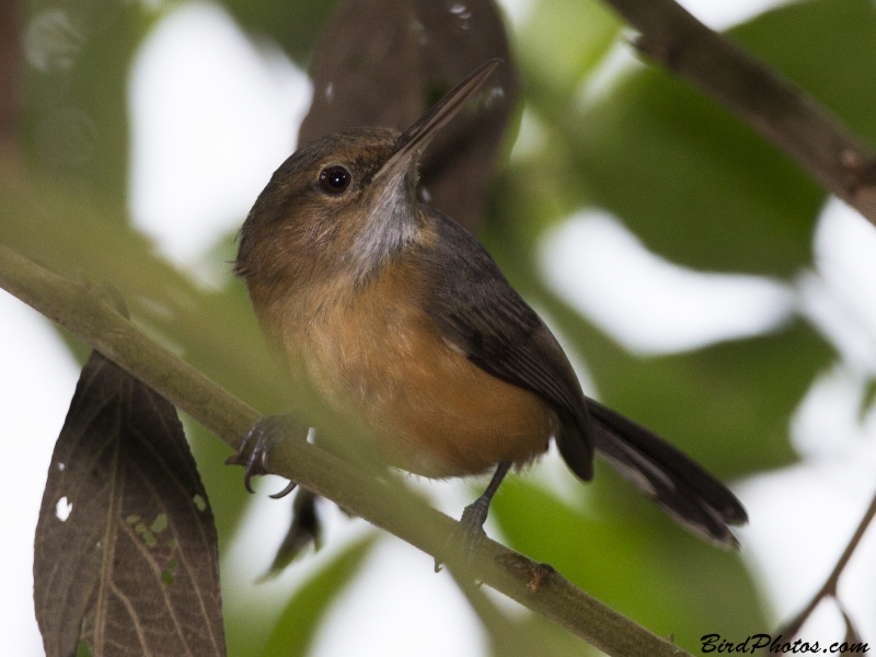 Trilling Gnatwren