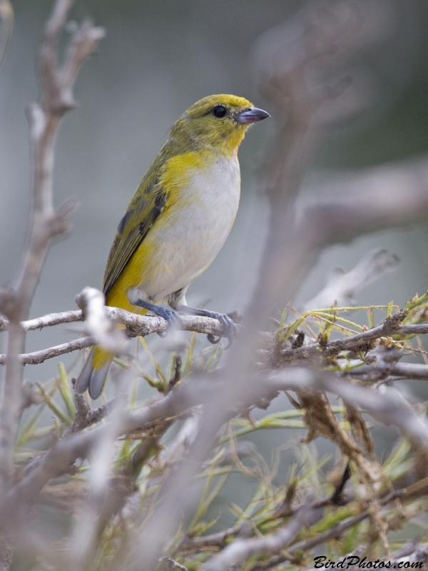 Trinidad Euphonia