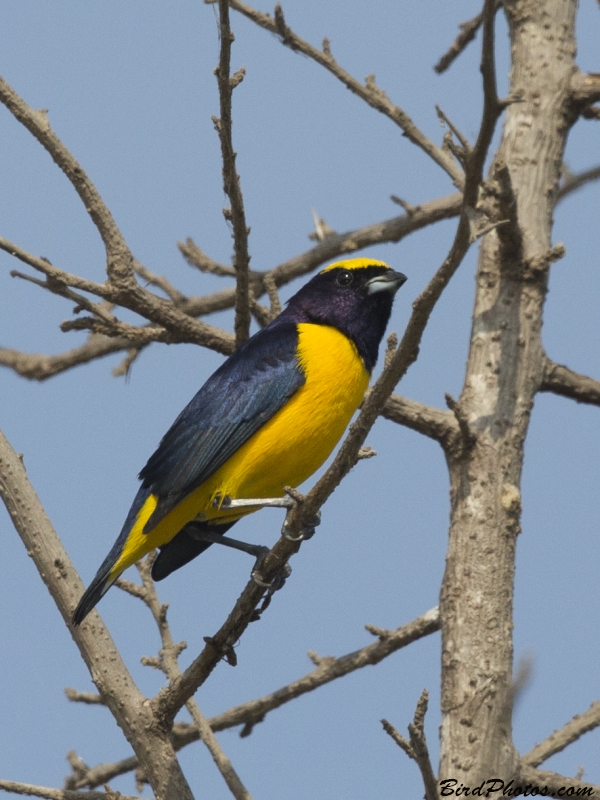 Trinidad Euphonia