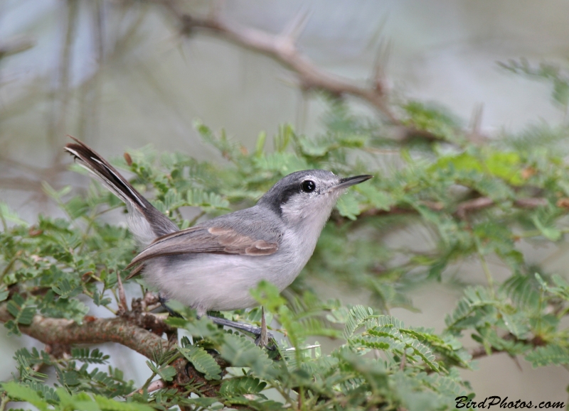 Tropical Gnatcatcher