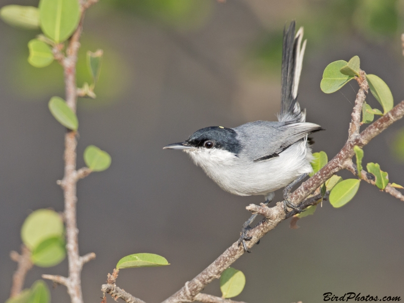 Tropical Gnatcatcher