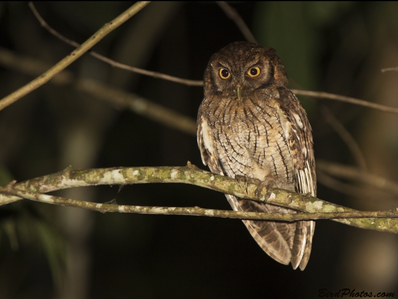 Tropical Screech Owl