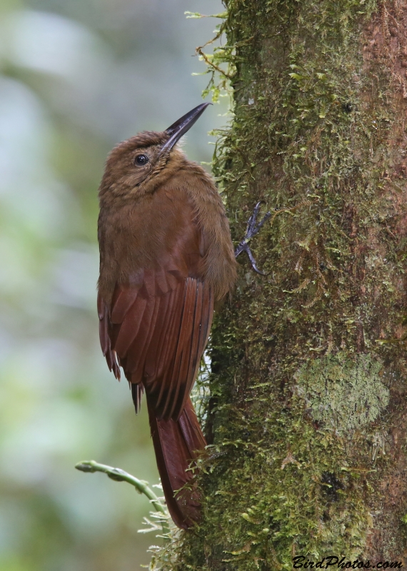 Tyrannine Woodcreeper