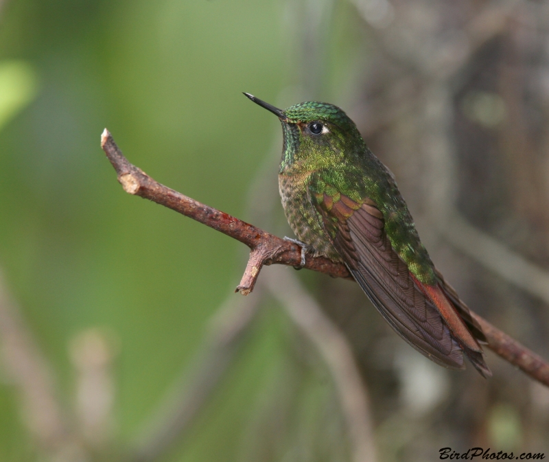 Tyrian Metaltail