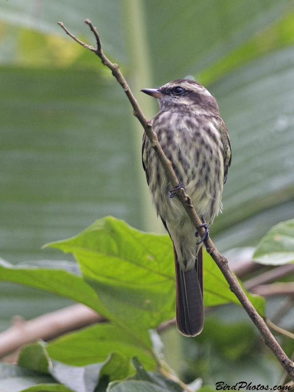 Variegated Flycatcher