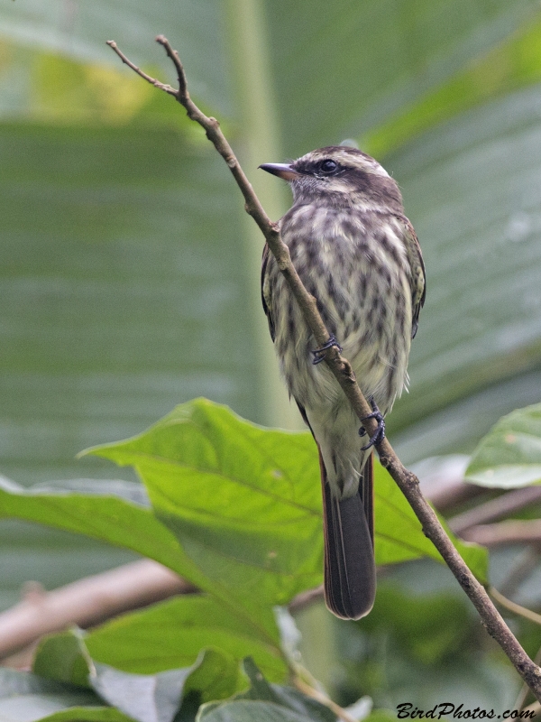 Variegated Flycatcher