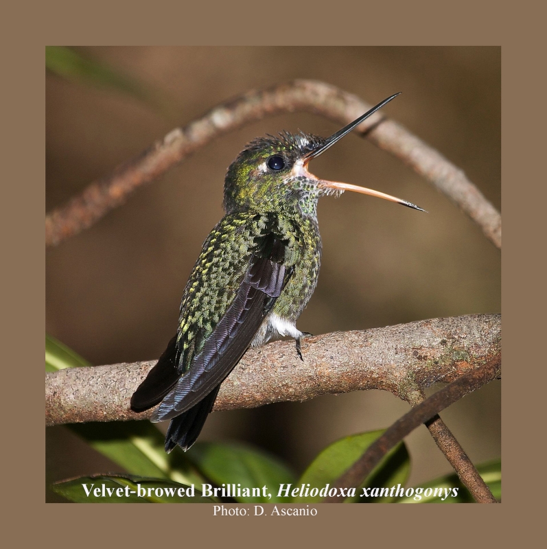 Velvet-browed Brilliant