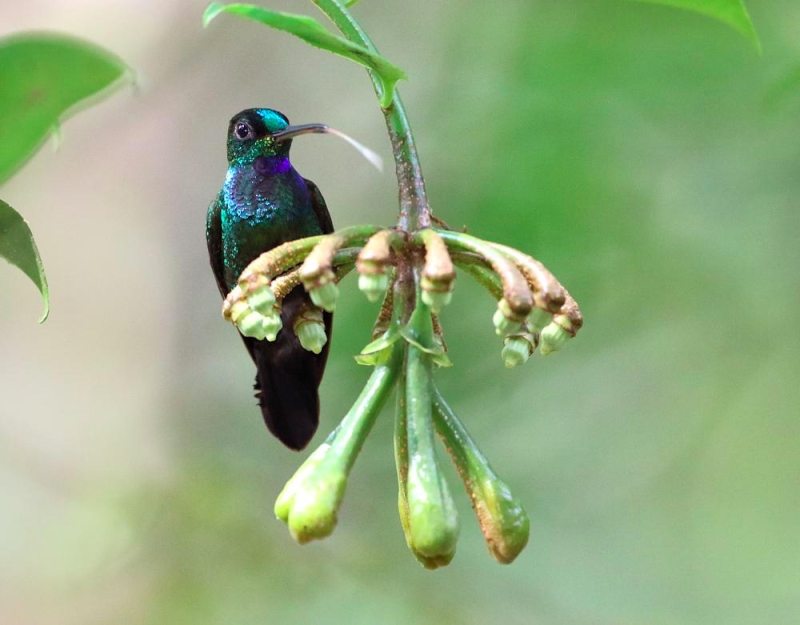 Velvet-browed Brilliant