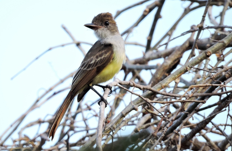 Venezuelan Flycatcher