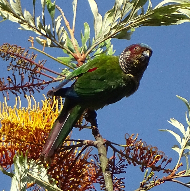 Venezuelan Parakeet