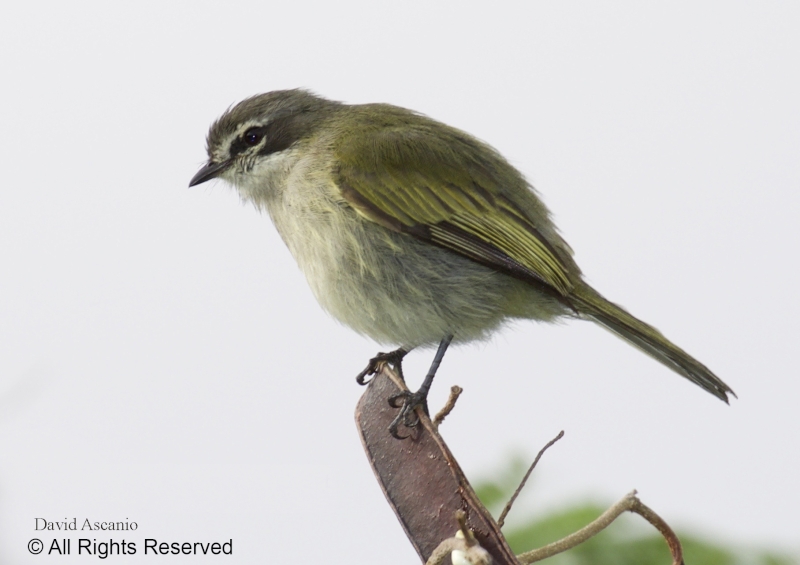 Venezuelan Tyrannulet