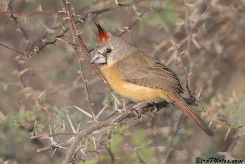 Vermilion Cardinal