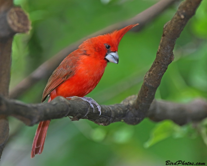 Vermilion Cardinal