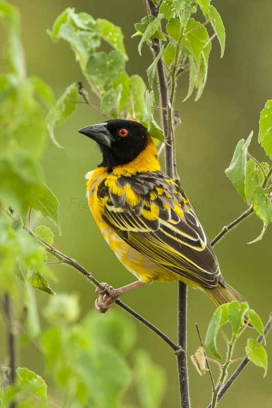 Village Weaver