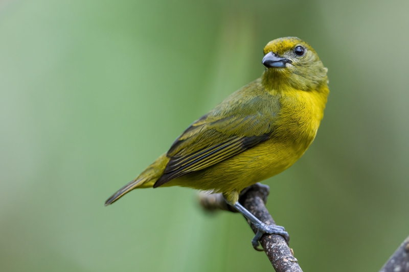 Violaceous Euphonia