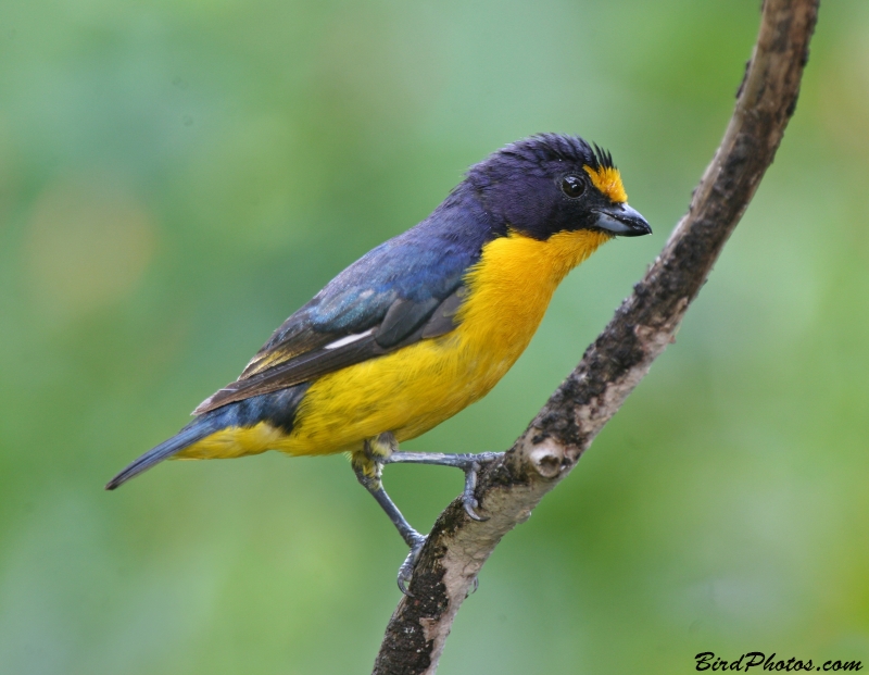 Violaceous Euphonia