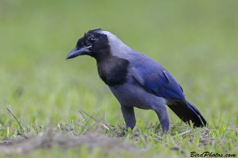 Violaceous Jay