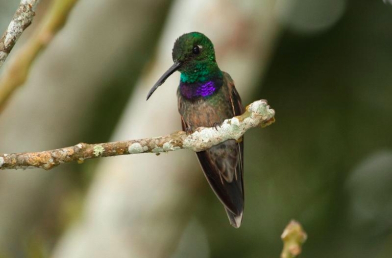 Violet-chested Hummingbird