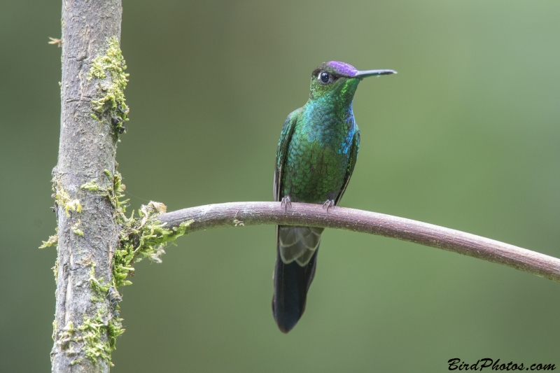 Violet-fronted Brilliant