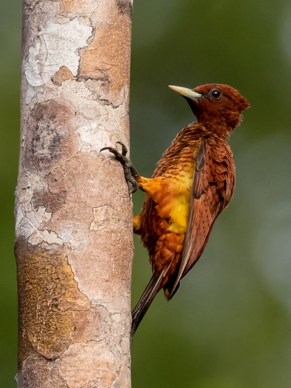 Waved Woodpecker